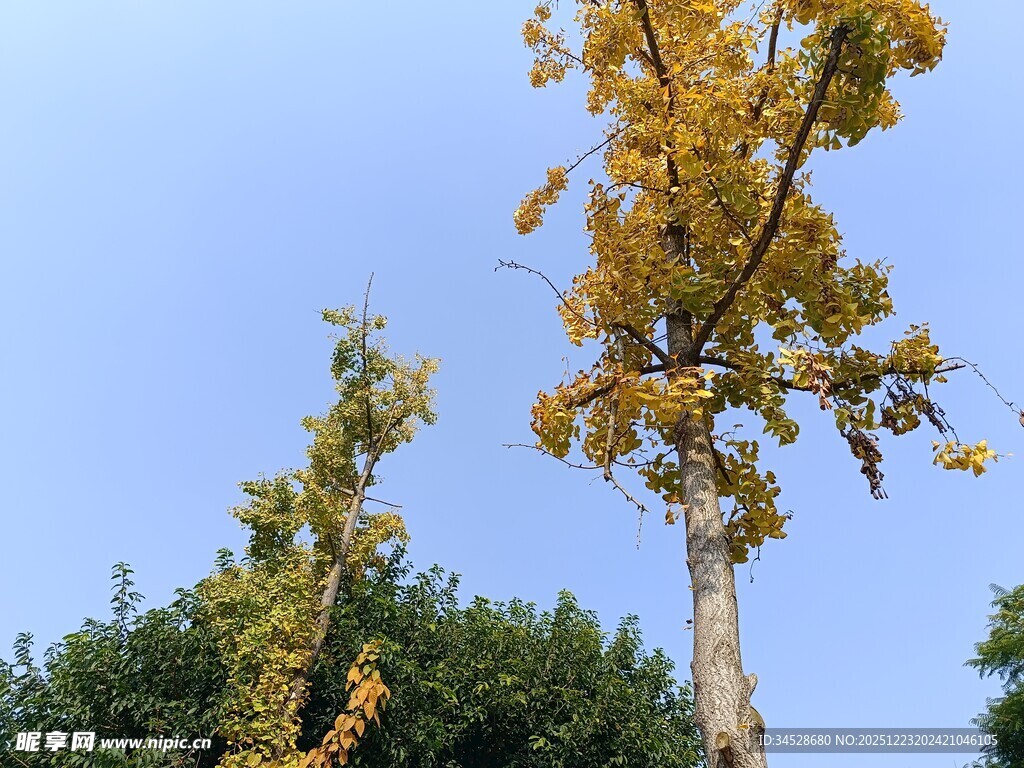 秋日挺拔黄叶树木景观