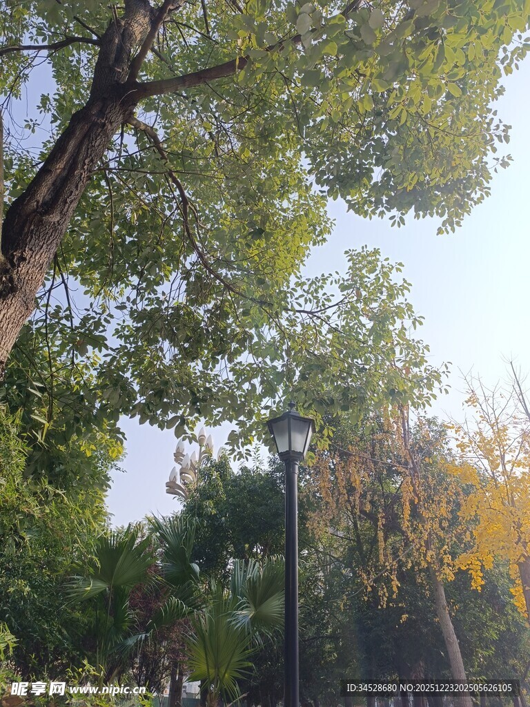 秋日公园绿树成荫景致