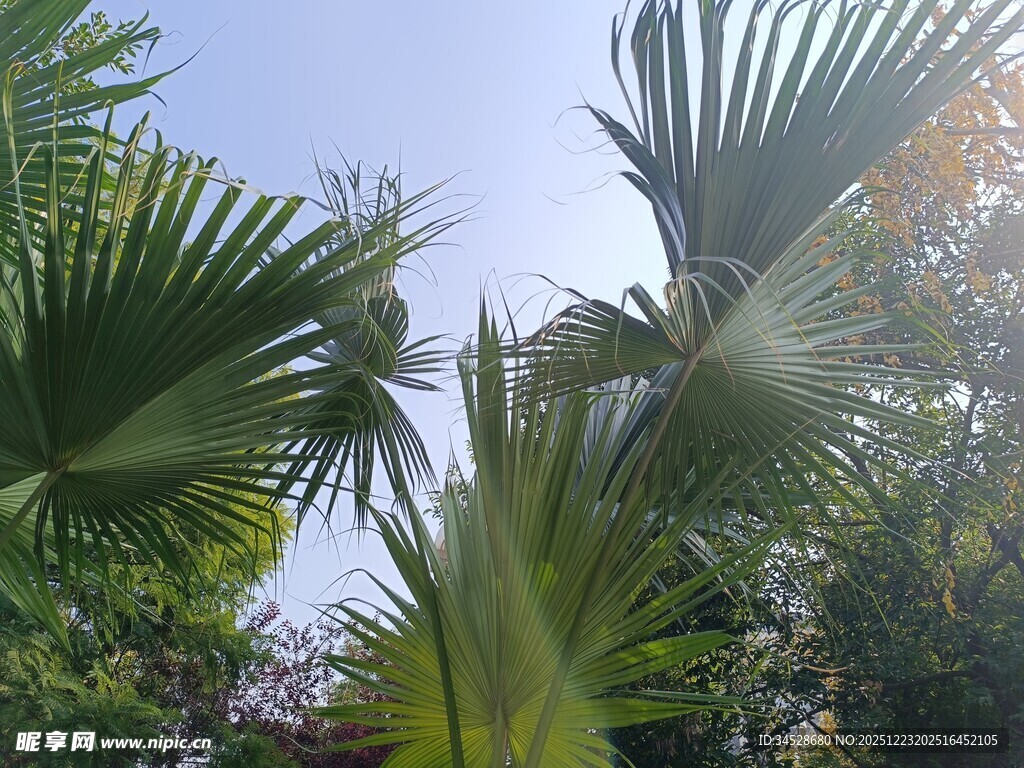 热带棕榈树景观