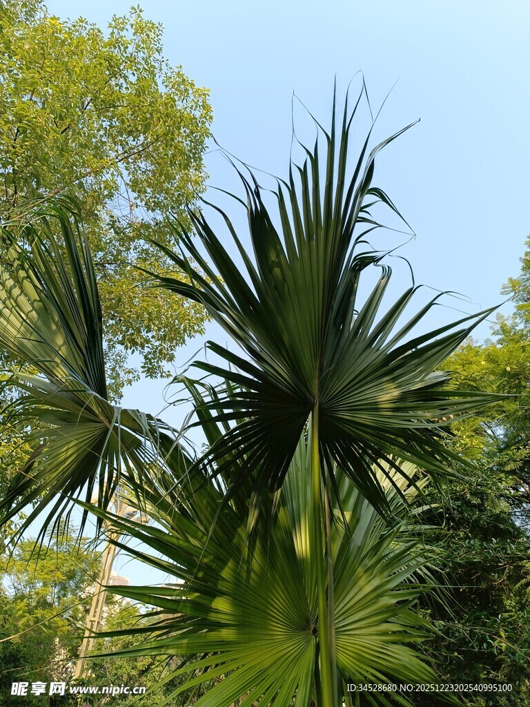 挺拔棕榈树 