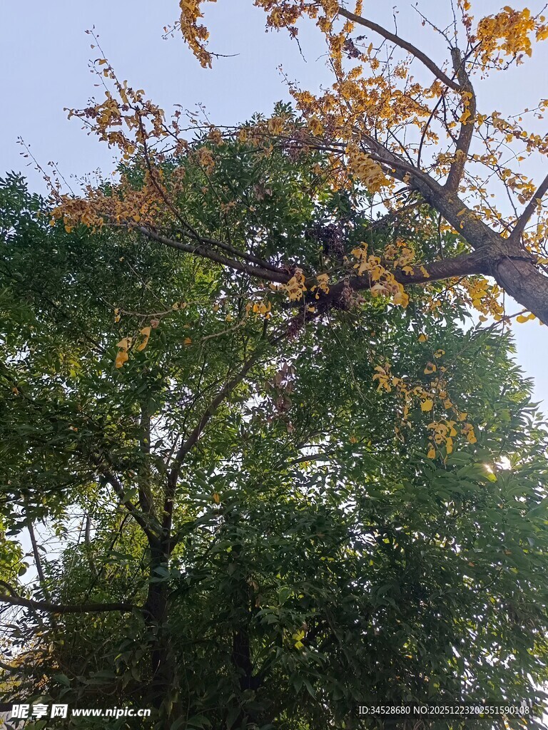 秋日树梢的斑斓景致