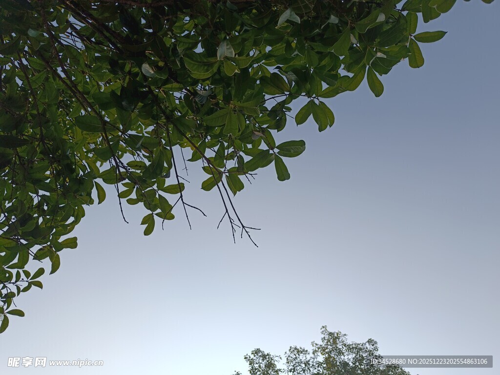 绿叶蓝天间的自然景致