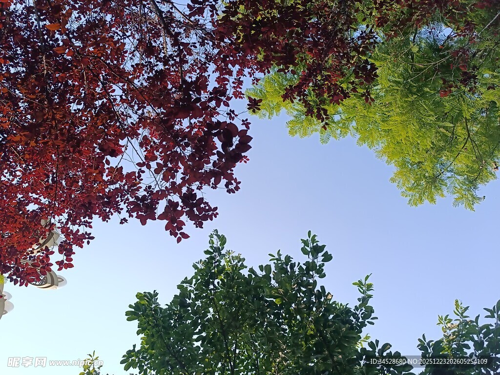 多彩树冠映蓝天