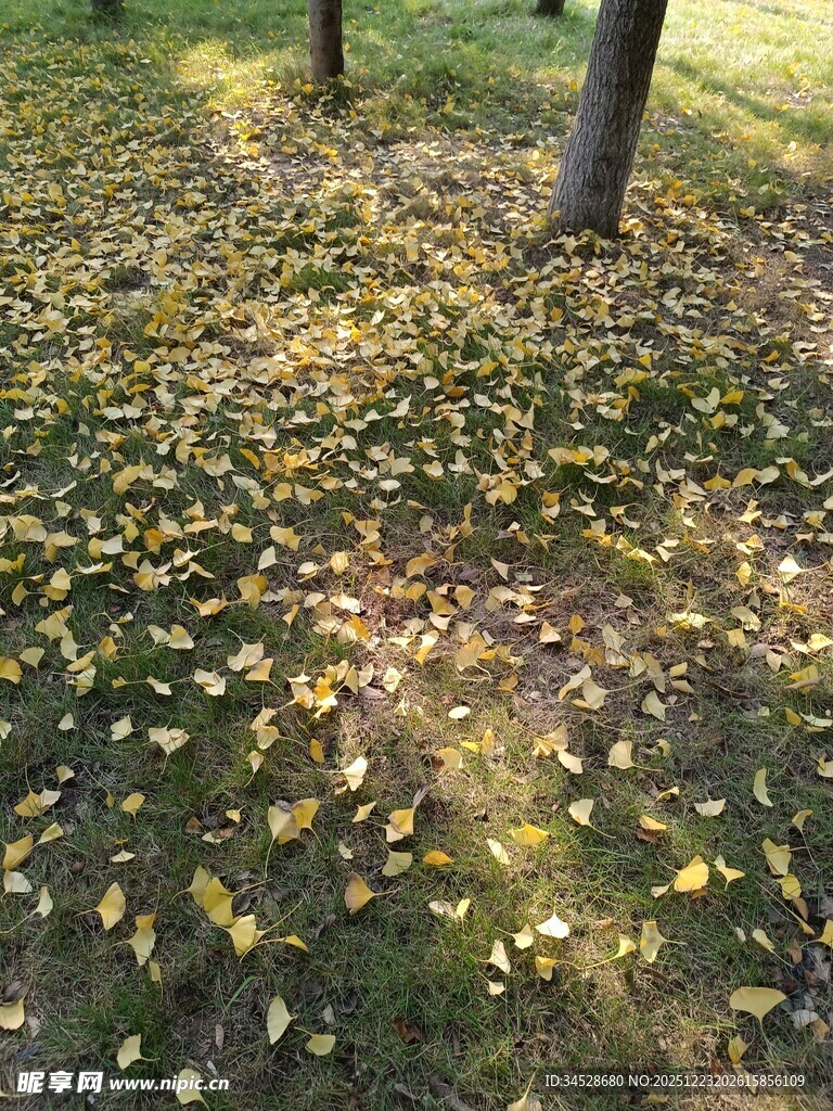 秋日落叶铺满草地景象