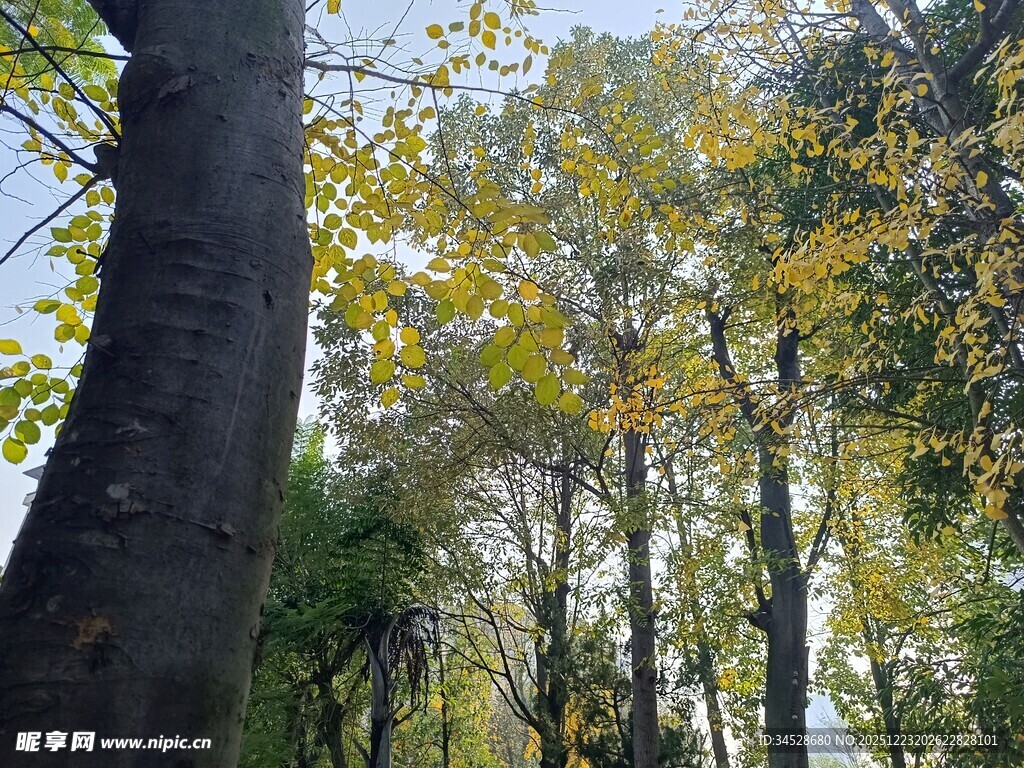 秋日林间树木景致