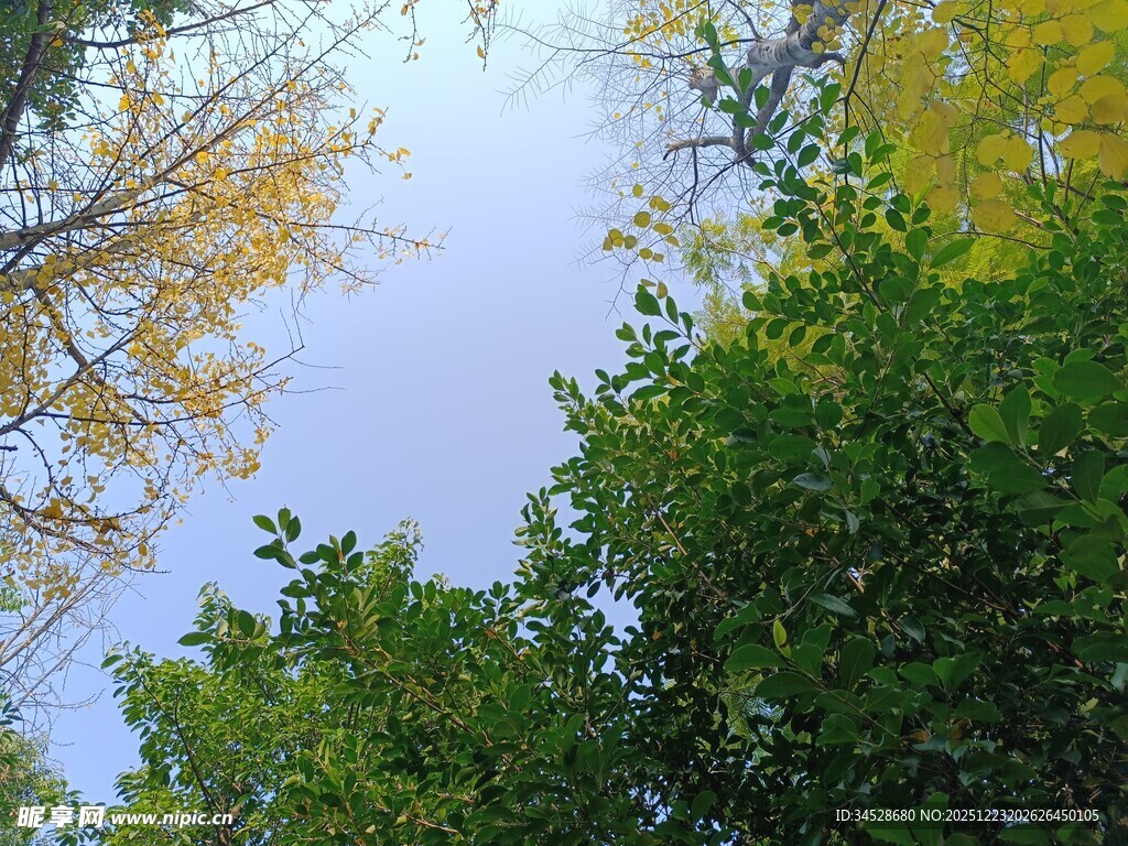 仰望秋日多彩树木