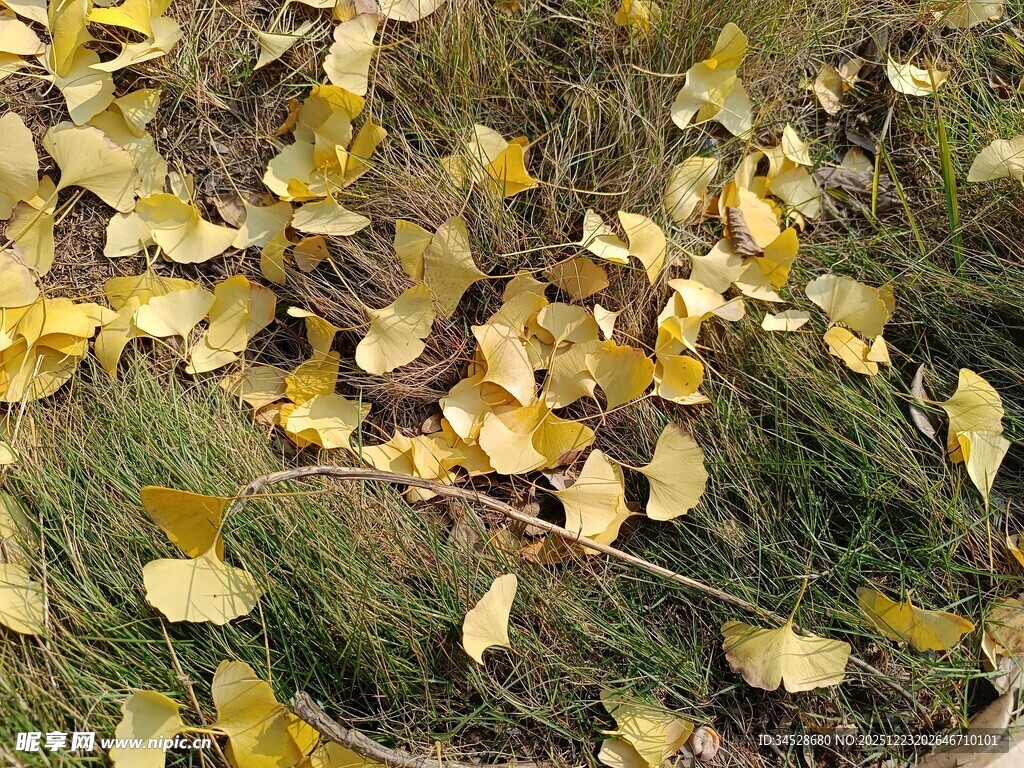 金黄银杏叶铺就秋日美景