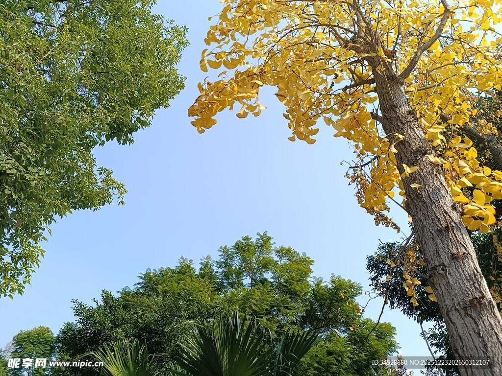 秋日银杏与绿树蓝天