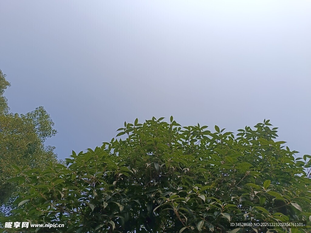 阳光下的绿树蓝天