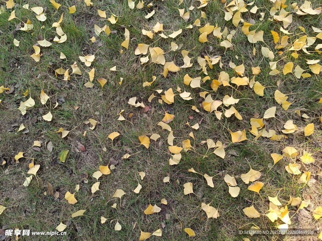 地面散落的金黄银杏叶
