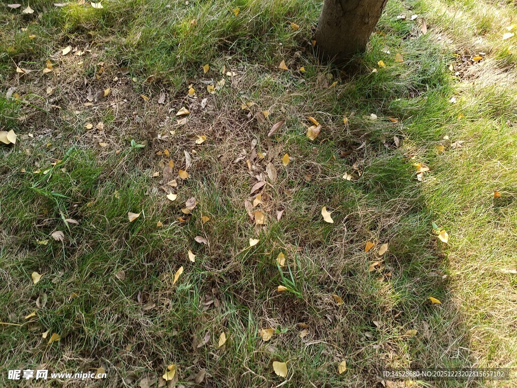 树下草地与散落枯叶