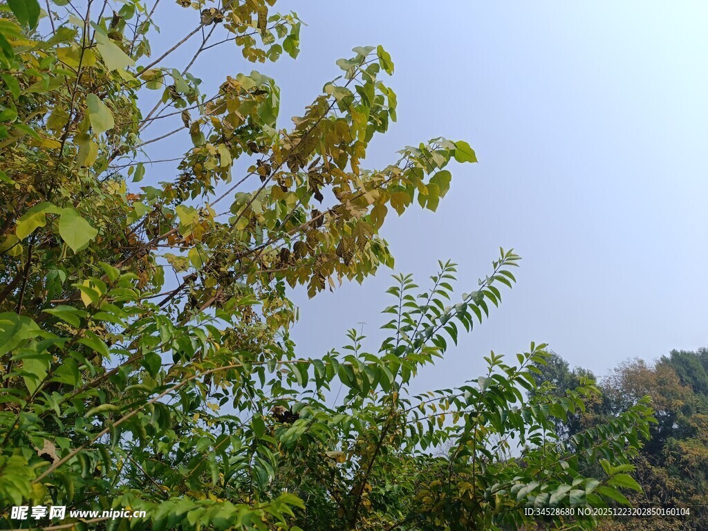 蓝天映衬下的繁茂绿树