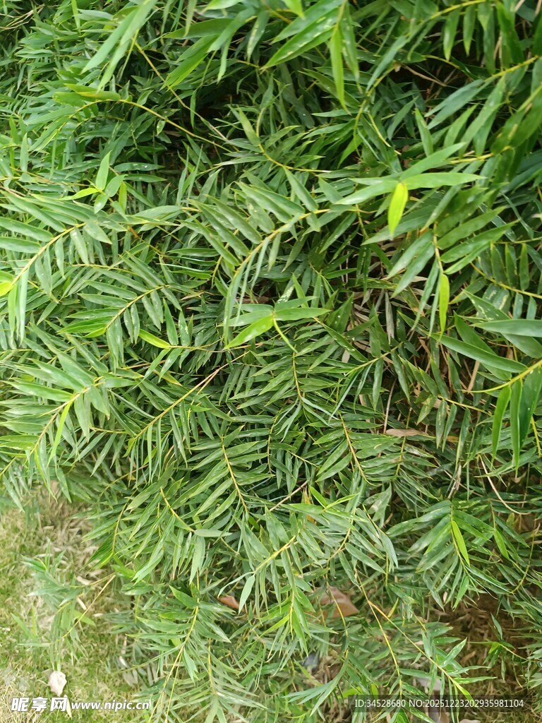 翠绿繁茂的竹林景致