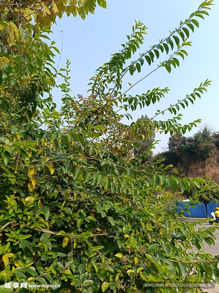 绿叶繁茂的户外景致