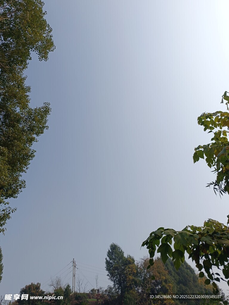 树梢间的晴朗天空