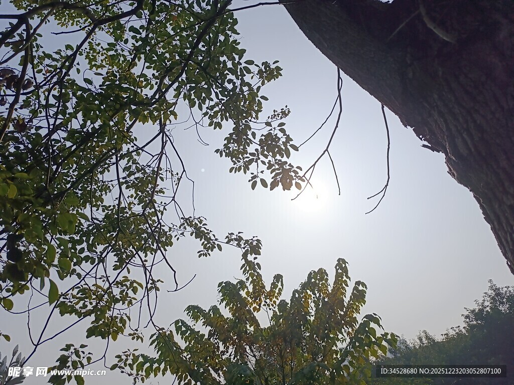 透过枝叶望天空