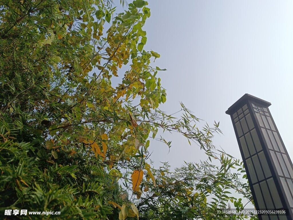 绿树旁的高耸建筑