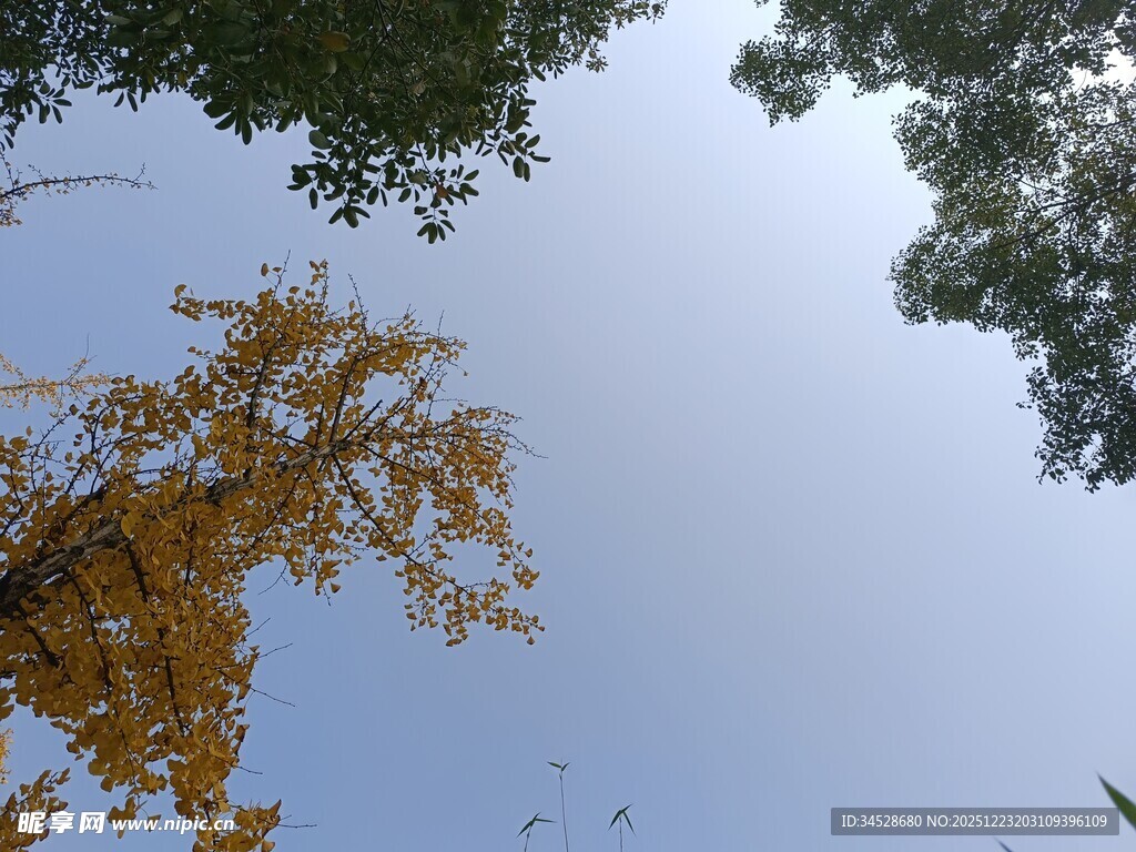 仰望金黄银杏与蓝天绿树