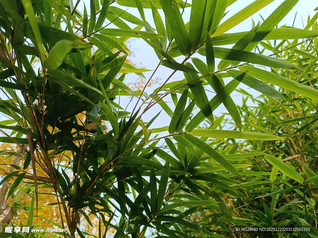 竹林间的翠绿景致