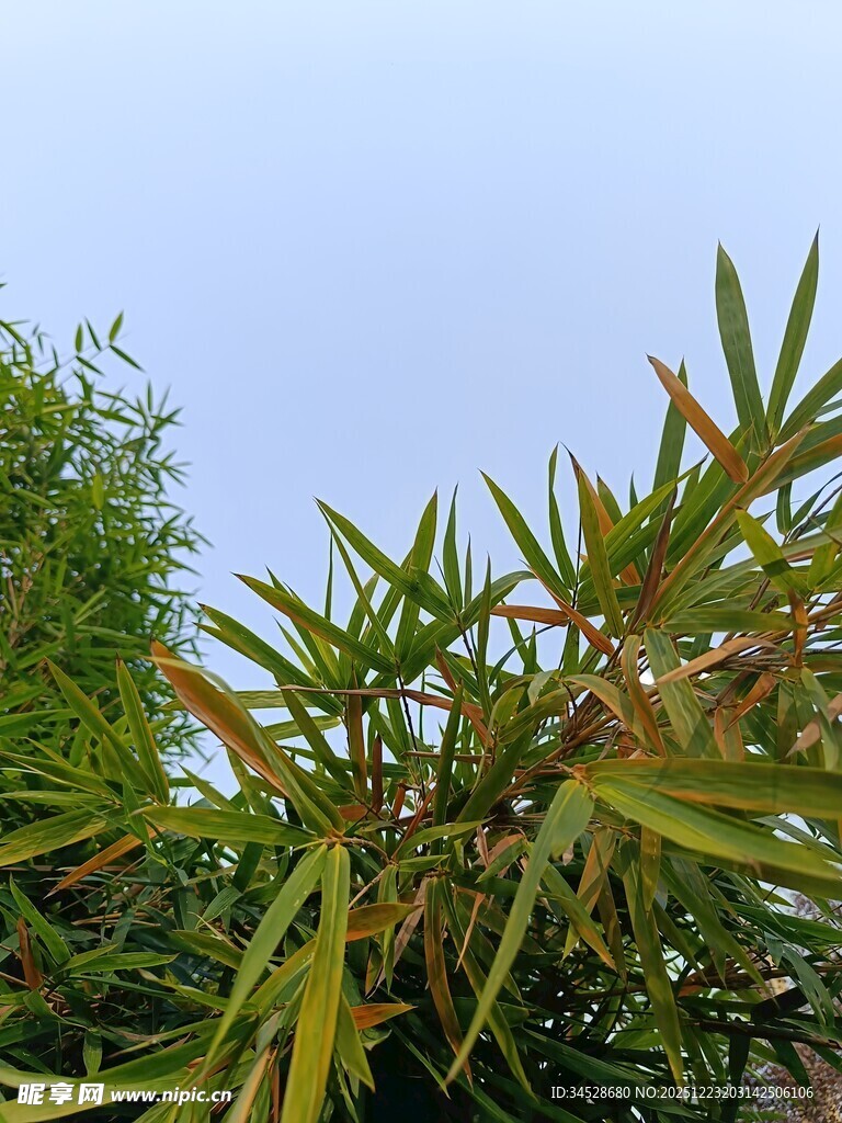 翠绿竹叶与蓝天相映