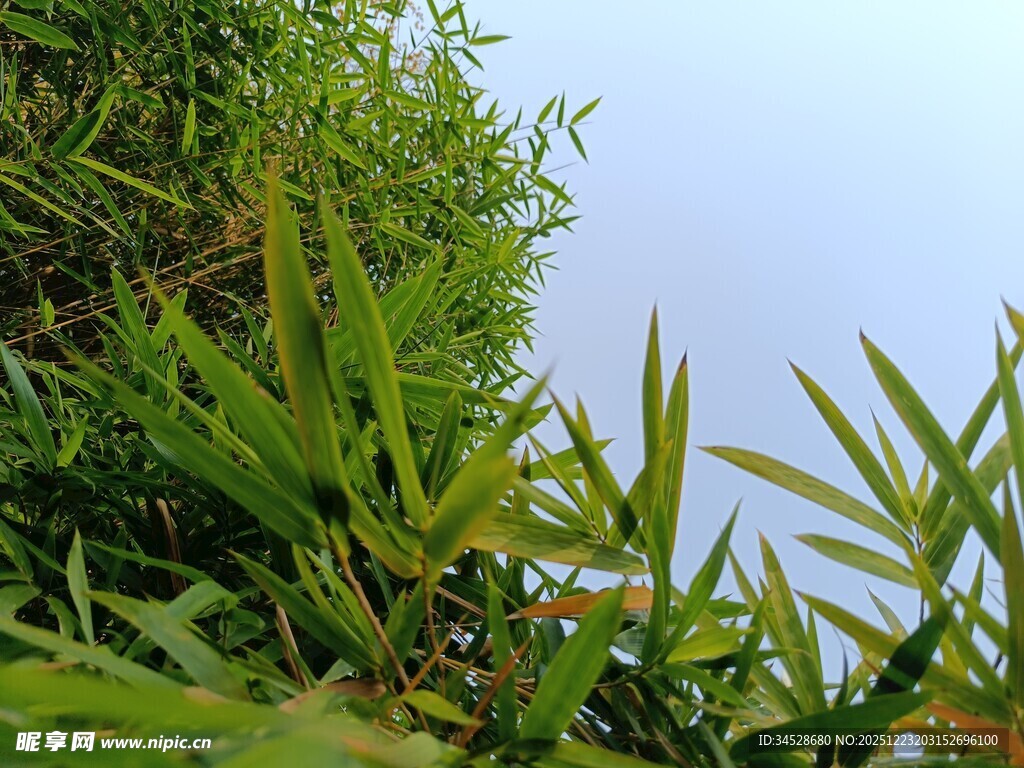 翠绿竹叶映蓝天