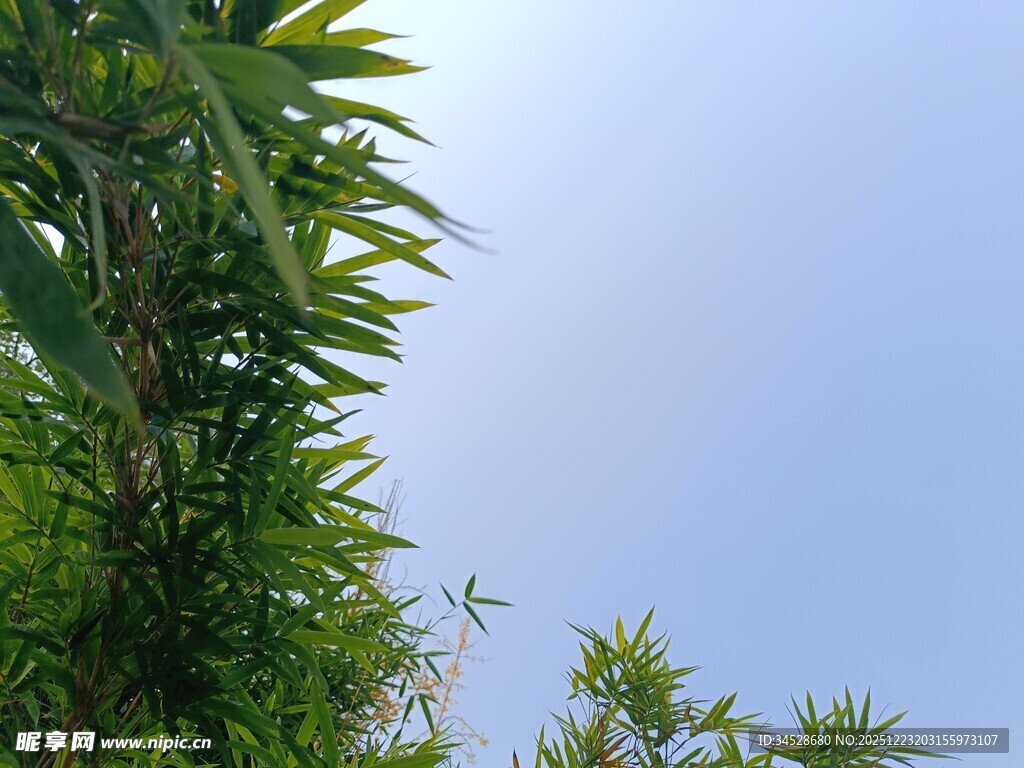仰视翠绿竹林与蓝天