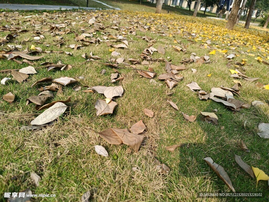 草地上散落的众多动物头骨