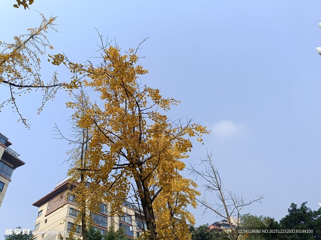 秋日金黄银杏与建筑