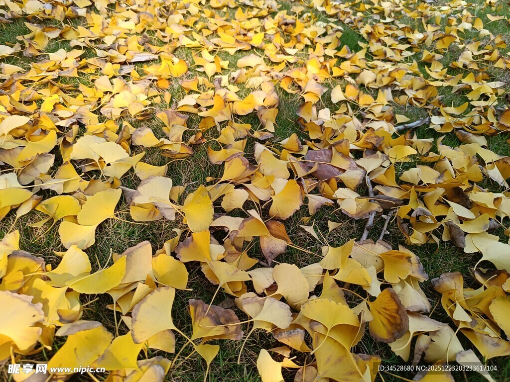 铺满地面的金黄银杏落叶