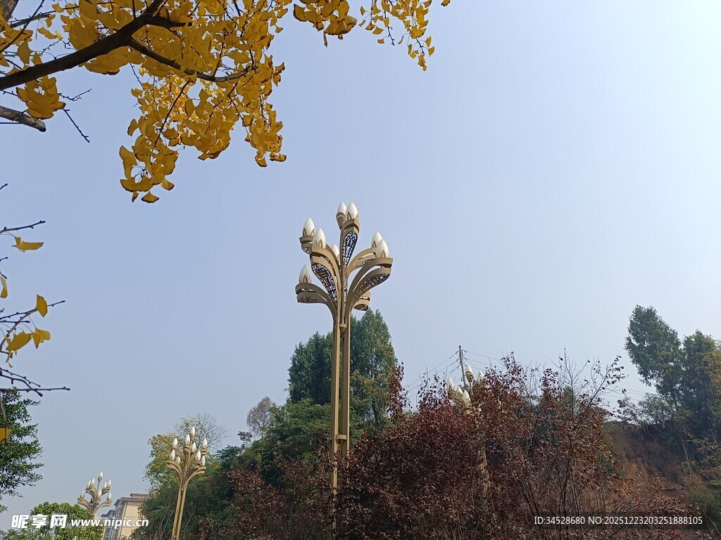 秋日户外树木景致