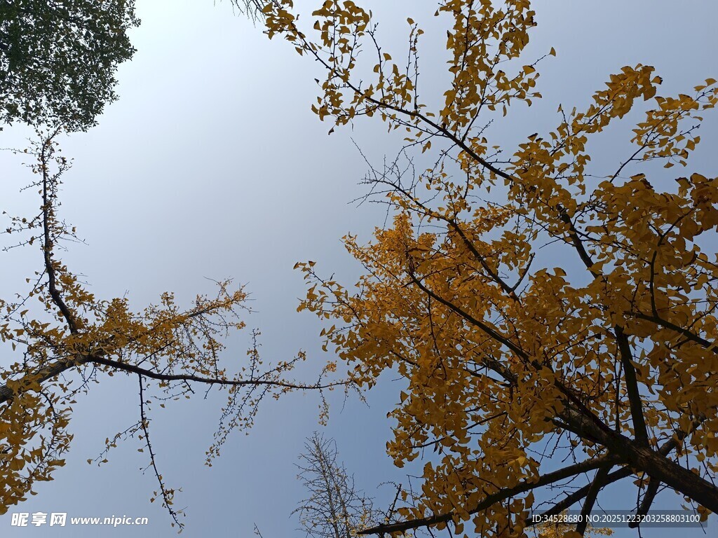 秋日银杏树枝映蓝天