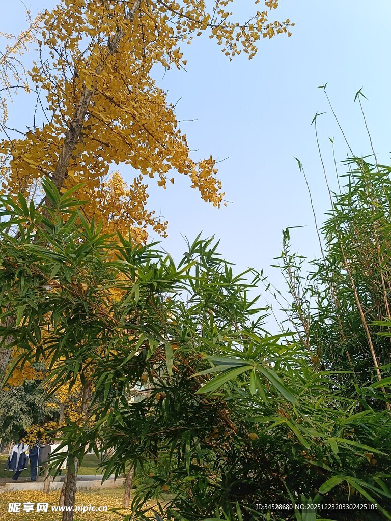 秋日绿树与黄叶景致