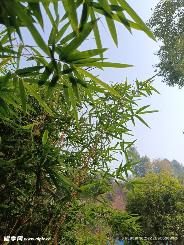 翠绿竹林间的自然景致