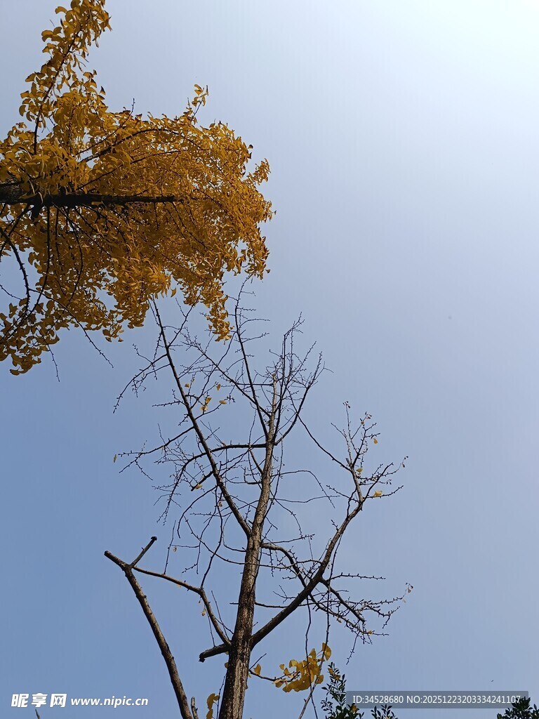 秋日银杏与枯树的景致