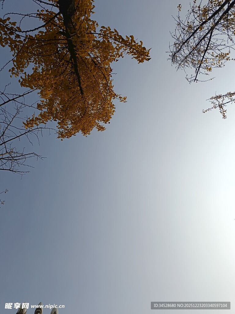 仰望秋日金黄银杏与蓝天