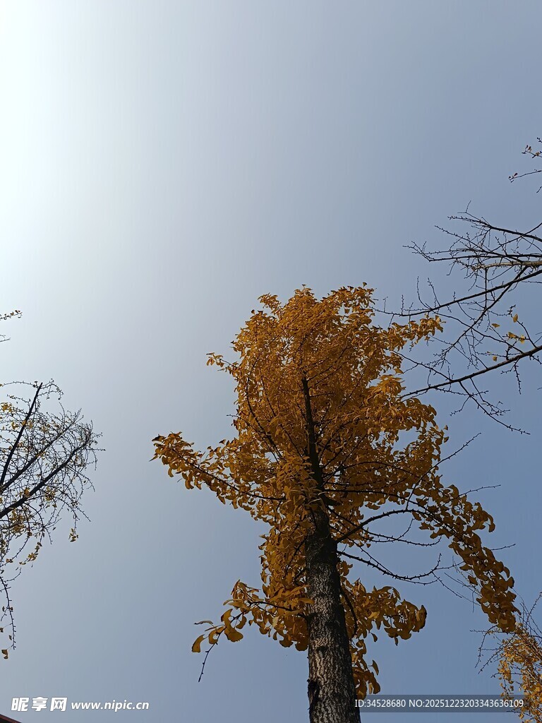 秋日金黄银杏树