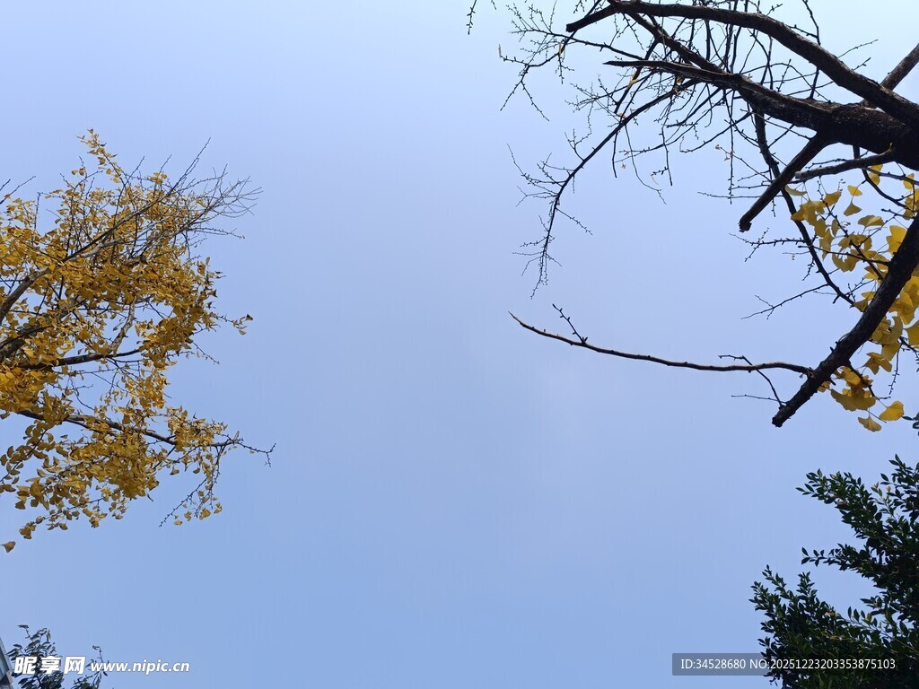 秋日银杏与蓝天