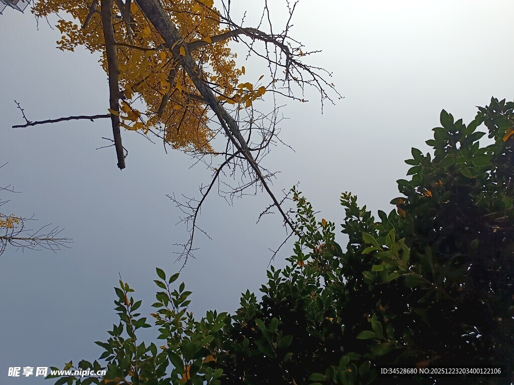 仰望秋日树梢景色