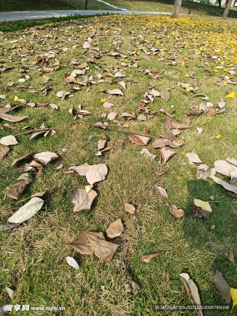 草地散落碎石景象