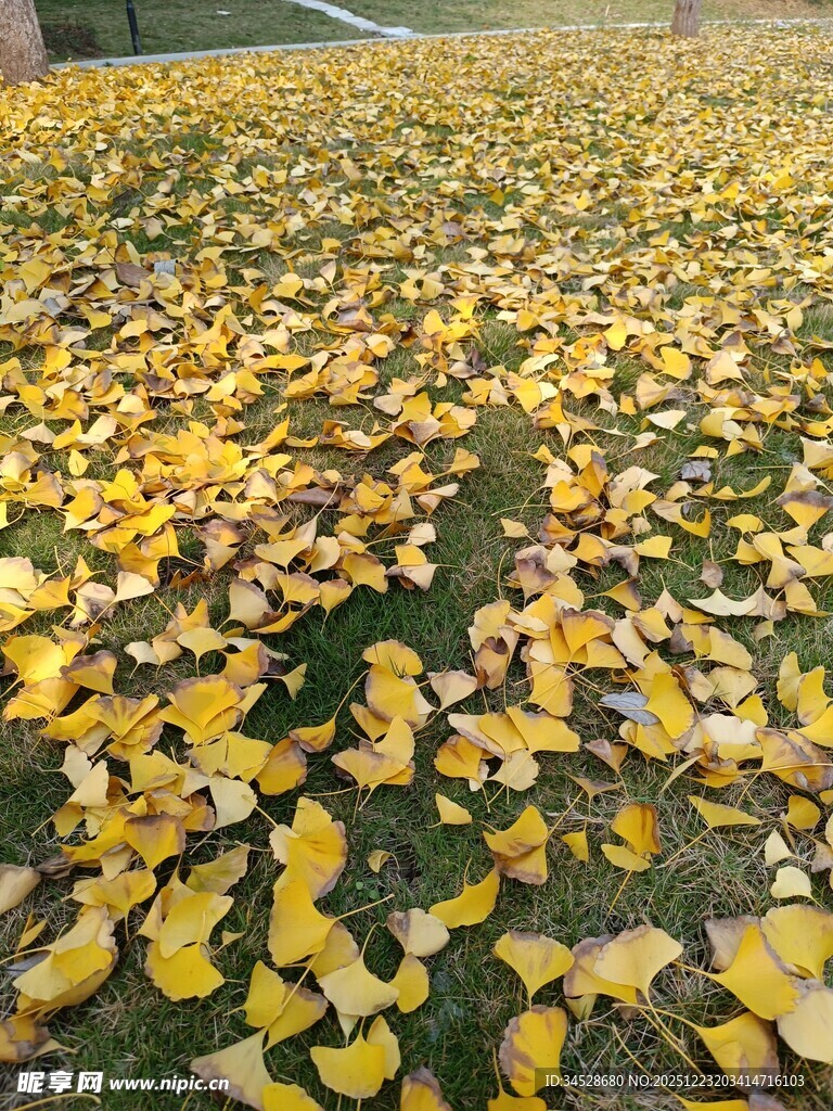 金黄银杏叶铺满草地