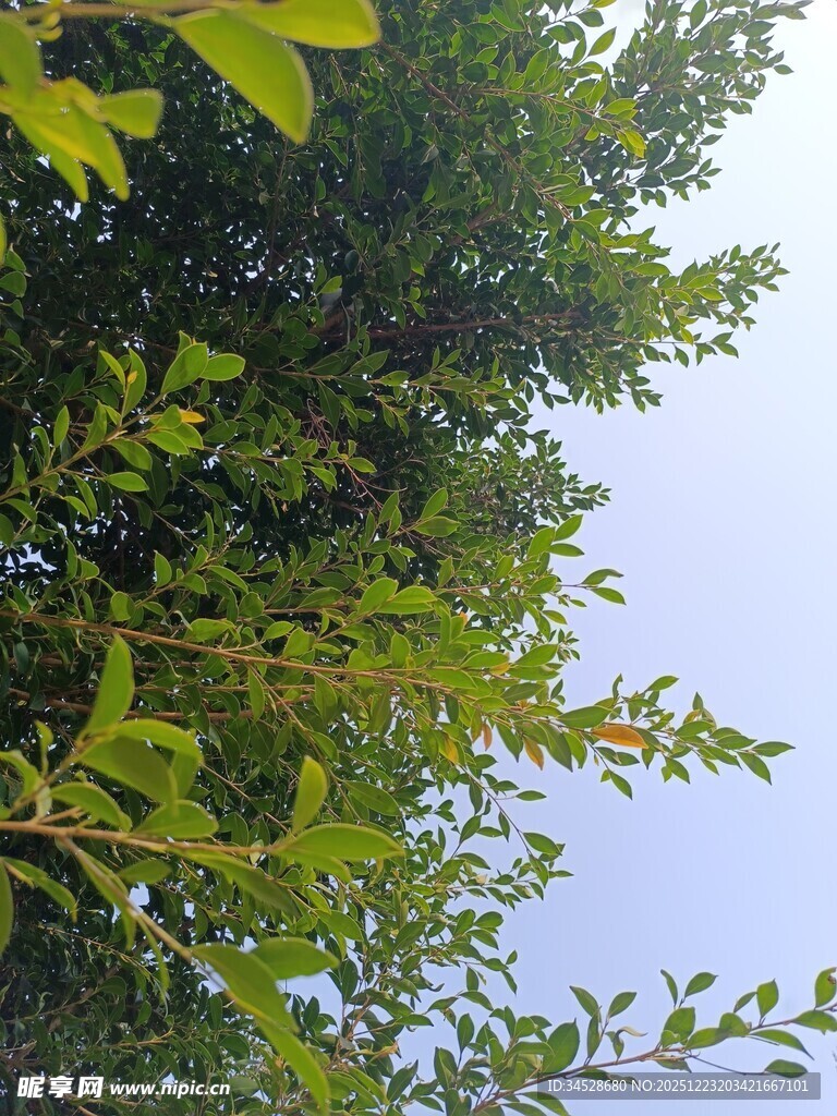 仰视绿树蓝天的清新景象