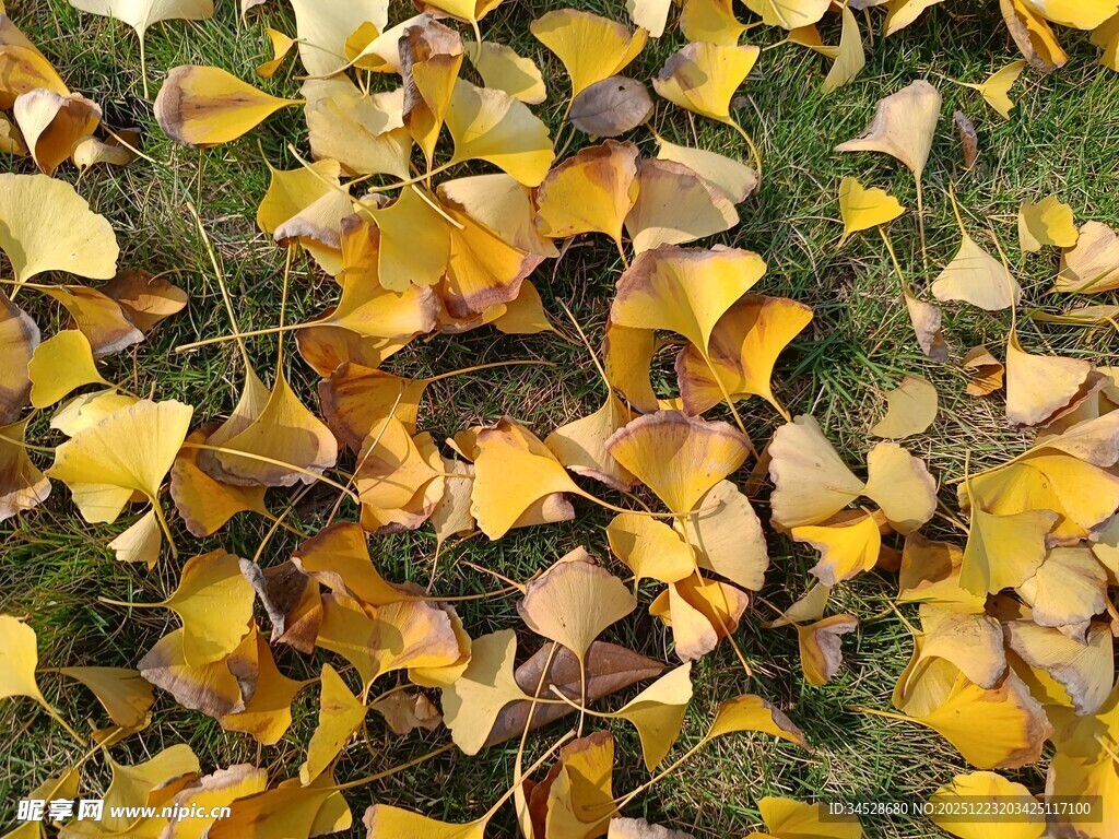 地上金黄银杏叶散落