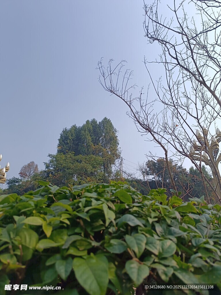 绿叶植物与远处树木景观