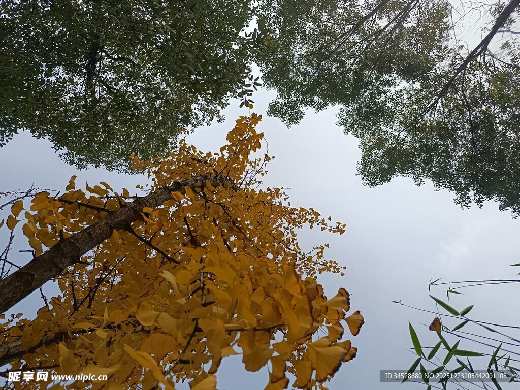 秋日银杏树枝与蓝天绿树