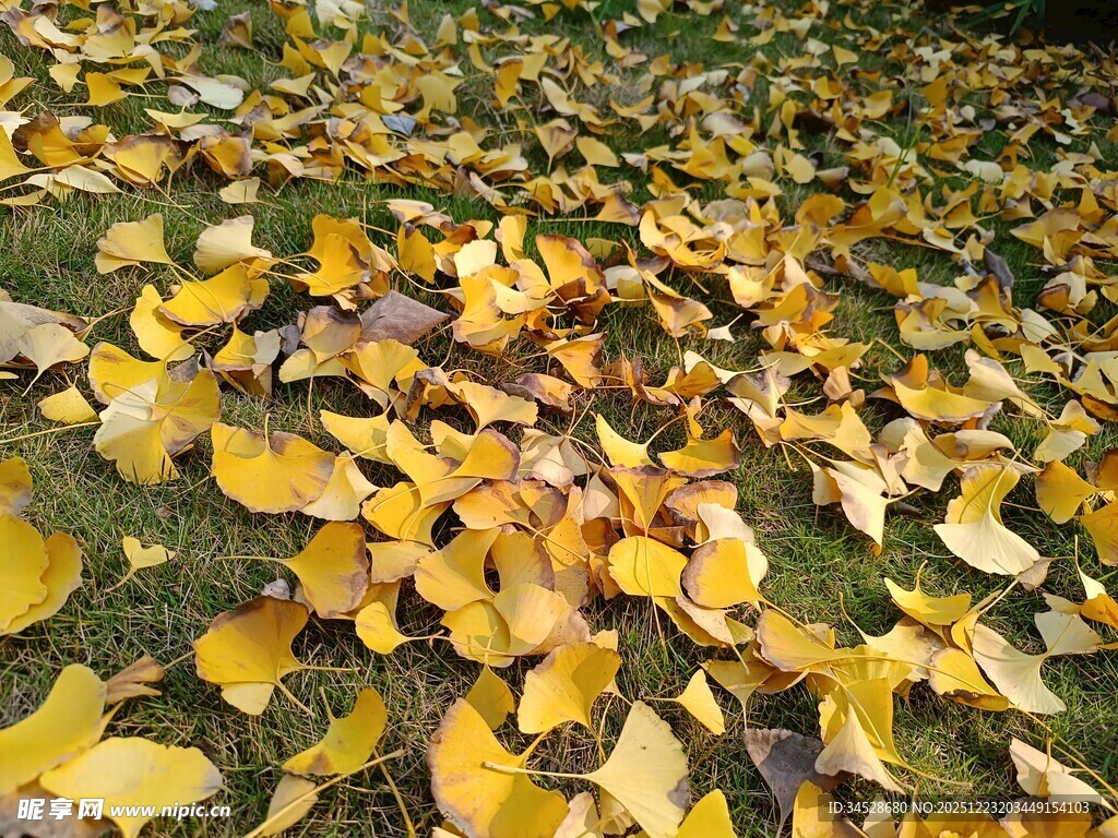 银杏落叶铺满地面美景