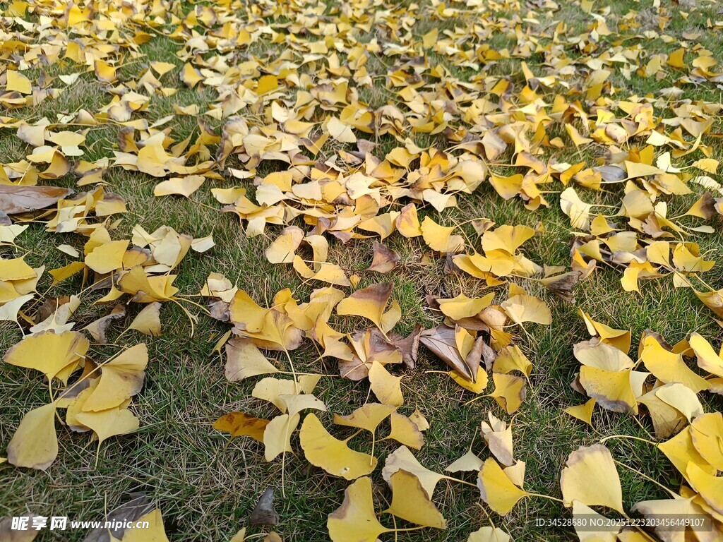 秋日银杏落叶铺满草地