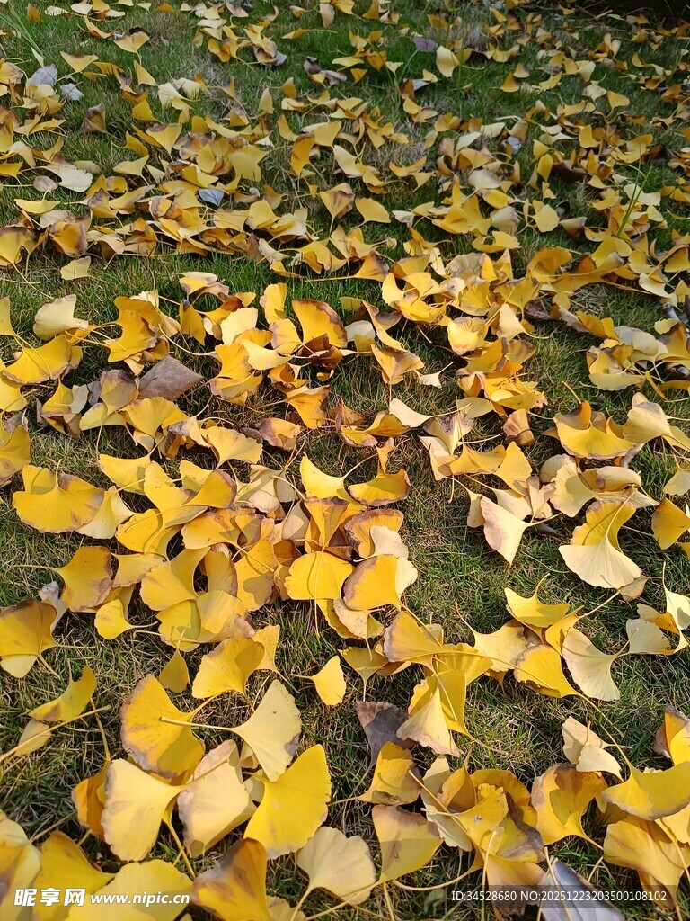 秋日落叶铺满草地