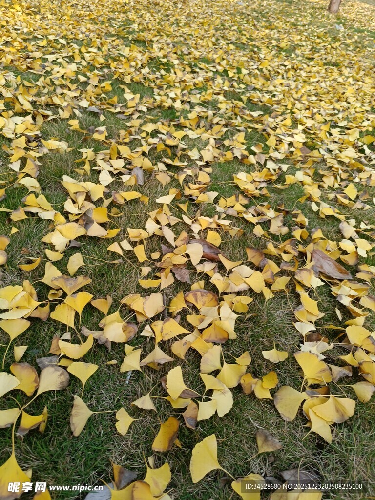 金黄落叶铺满草地美景