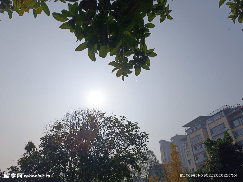 阳光下的绿树与建筑