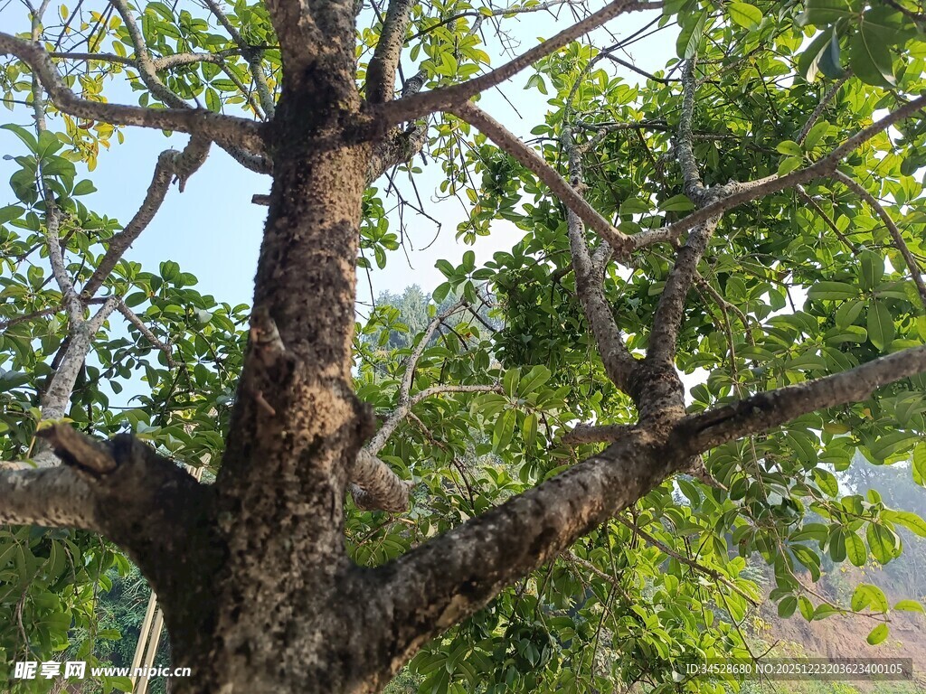 粗壮树干与繁茂枝叶